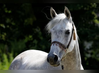 Arabian horses, Mare, 11 years, 15.1 hh, Gray