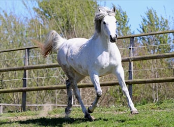Arabian horses, Mare, 11 years, 15.1 hh, Gray