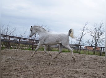 Arabian horses, Mare, 11 years, 15.1 hh, Gray