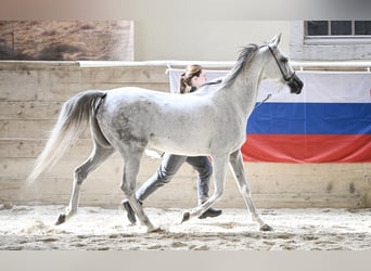 Arabian horses, Mare, 11 years, 15.1 hh, Grey