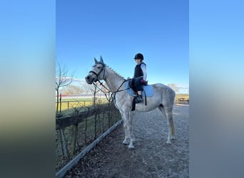 Arabian horses, Mare, 11 years, 15.1 hh, Grey