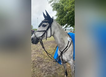 Arabian horses, Mare, 11 years, 15.1 hh, Grey