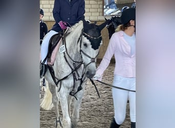 Arabian horses, Mare, 11 years, 15.1 hh, Grey