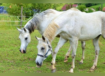 Arabian horses, Mare, 11 years, 15.2 hh, Gray