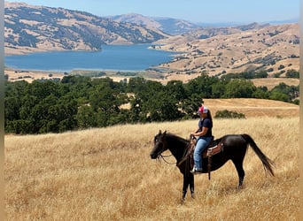 Arabian horses, Mare, 11 years, 15 hh, Black