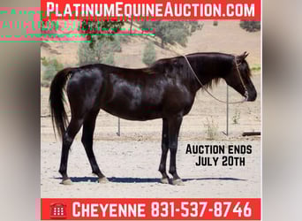 Arabian horses, Mare, 11 years, 15 hh, Black