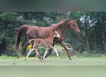 Arabian horses, Mare, 11 years, 15 hh, Chestnut