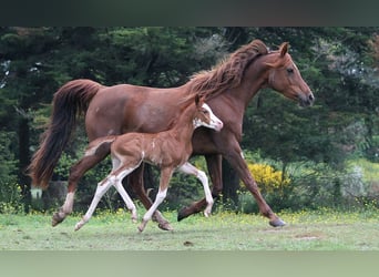 Arabian horses, Mare, 11 years, 15 hh, Chestnut