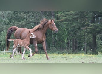 Arabian horses, Mare, 11 years, 15 hh, Chestnut