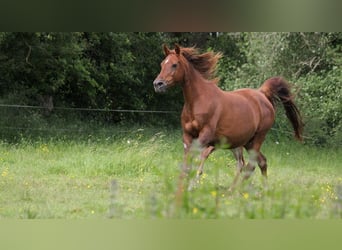 Arabian horses, Mare, 11 years, 15 hh, Chestnut