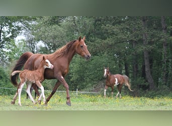 Arabian horses, Mare, 11 years, 15 hh, Chestnut