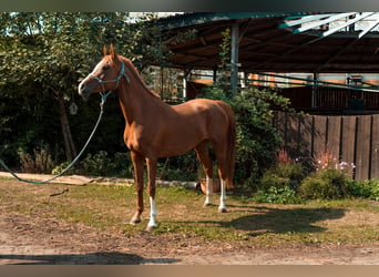 Arabian horses, Mare, 11 years, Chestnut