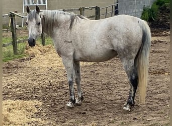 Arabian horses, Mare, 11 years, Gray-Fleabitten