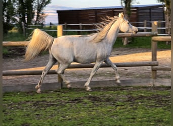 Arabian horses, Mare, 11 years, Grey-Fleabitten
