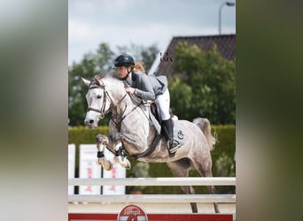 Arabian horses, Mare, 12 years, 14.1 hh, Grey