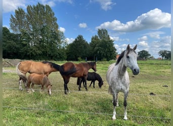 Arabian horses, Mare, 12 years, 14.1 hh, Grey
