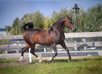 Arabian horses, Mare, 12 years, 14.2 hh, Bay-Dark