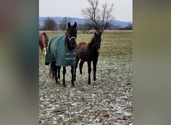 Arabian horses, Mare, 12 years, 14,2 hh, Black