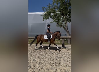 Arabian horses, Mare, 12 years, 14.2 hh, Brown