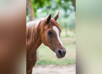 Arabian horses, Mare, 12 years, 14.2 hh, Chestnut-Red