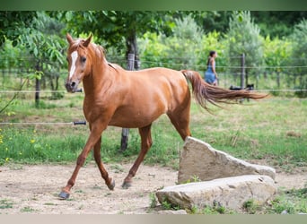 Arabian horses, Mare, 12 years, 14.2 hh, Chestnut-Red