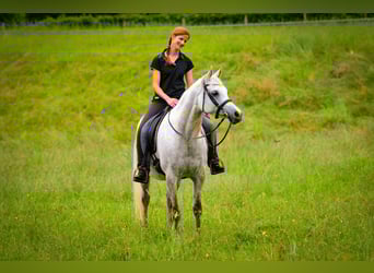 Arabian horses, Mare, 12 years, 14.3 hh, Grey