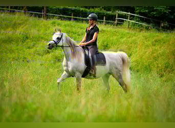 Arabian horses, Mare, 12 years, 14.3 hh, Grey