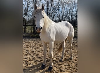 Arabian horses, Mare, 12 years, 14,1 hh, Grey