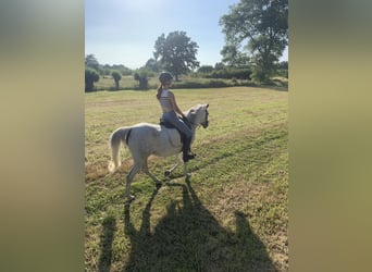 Arabian horses, Mare, 12 years, 14,2 hh, Grey