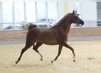 Arabian horses, Mare, 12 years, 15.1 hh, Chestnut
