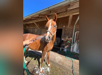 Arabian horses, Mare, 12 years, 15,1 hh, Chestnut-Red