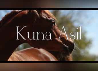 Arabian horses, Mare, 12 years, 15,1 hh, Chestnut-Red