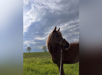 Arabian horses, Mare, 12 years, 15,1 hh, Chestnut-Red