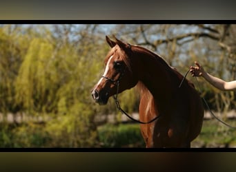 Arabian horses, Mare, 12 years, 15,1 hh, Chestnut-Red