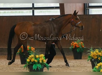 Arabian horses, Mare, 12 years, 15.2 hh, Bay