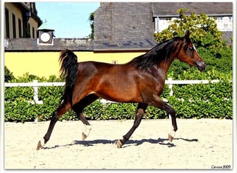 Arabian horses, Mare, 12 years, 15 hh, Black