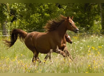 Arabian horses, Mare, 12 years, 15 hh, Chestnut