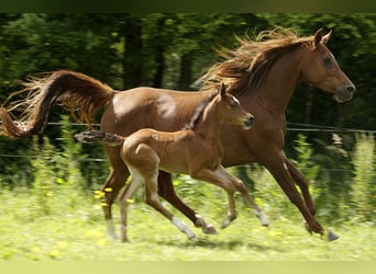 Arabian horses, Mare, 12 years, 15 hh, Chestnut