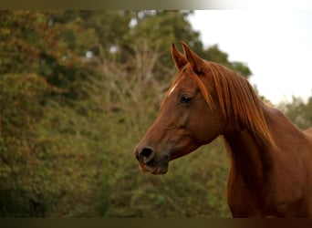 Arabian horses, Mare, 12 years, 15 hh, Chestnut