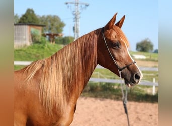 Arabian horses, Mare, 12 years, 15 hh, Chestnut-Red