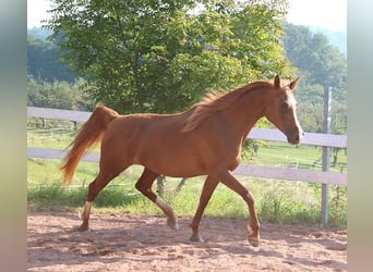 Arabian horses, Mare, 12 years, 15 hh, Chestnut-Red