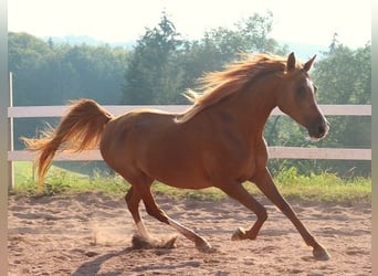 Arabian horses, Mare, 12 years, 15 hh, Chestnut-Red