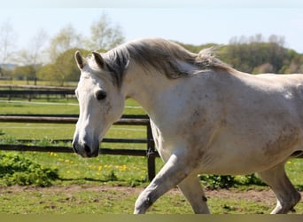 Arabian horses, Mare, 12 years, 15 hh, Gray
