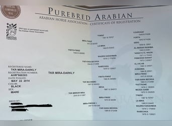 Arabian horses, Mare, 12 years, 15 hh