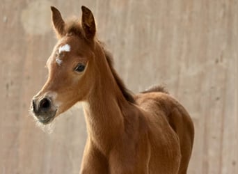 Arabian horses, Mare, 12 years, 15,2 hh, Brown