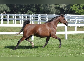 Arabian horses, Mare, 12 years, 15,2 hh, Brown