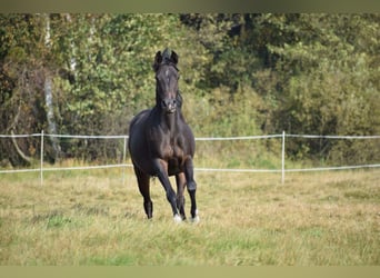Arabian horses, Mare, 12 years, Bay-Dark