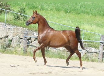 Arabian horses, Mare, 12 years, Chestnut-Red