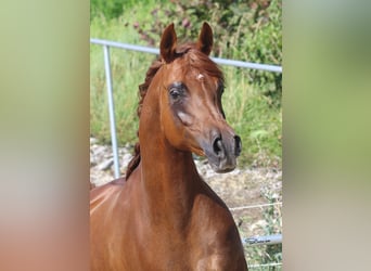 Arabian horses, Mare, 12 years, Chestnut-Red