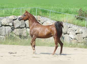 Arabian horses, Mare, 12 years, Chestnut-Red